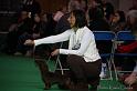 Crufts2011_2 652